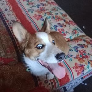 Meet your Posher, Les